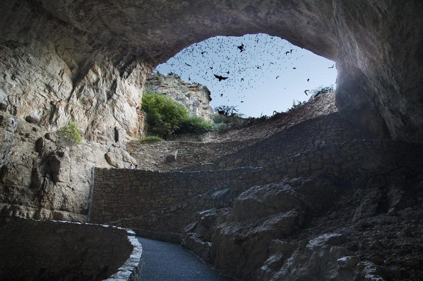 A Visitor's Guide to Bats in National Parks