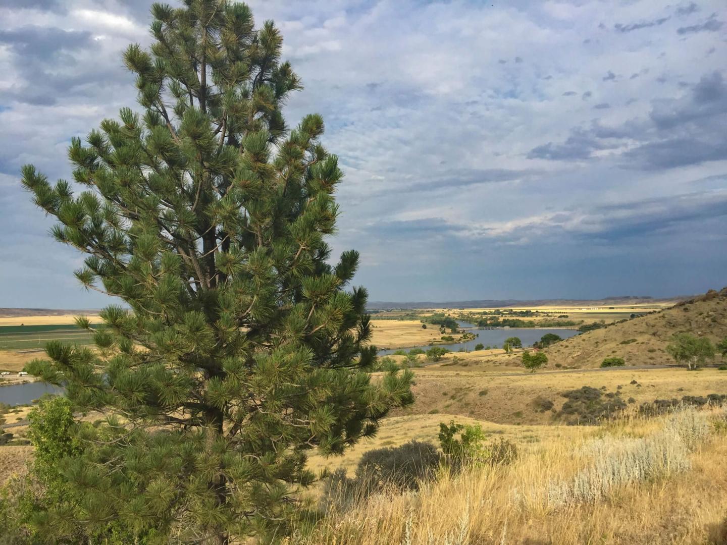 Climate Change-Mediated Expansion of Utah Juniper Across the Bighorn Canyon National Recreation Area: Implications for Bighorn Sheep