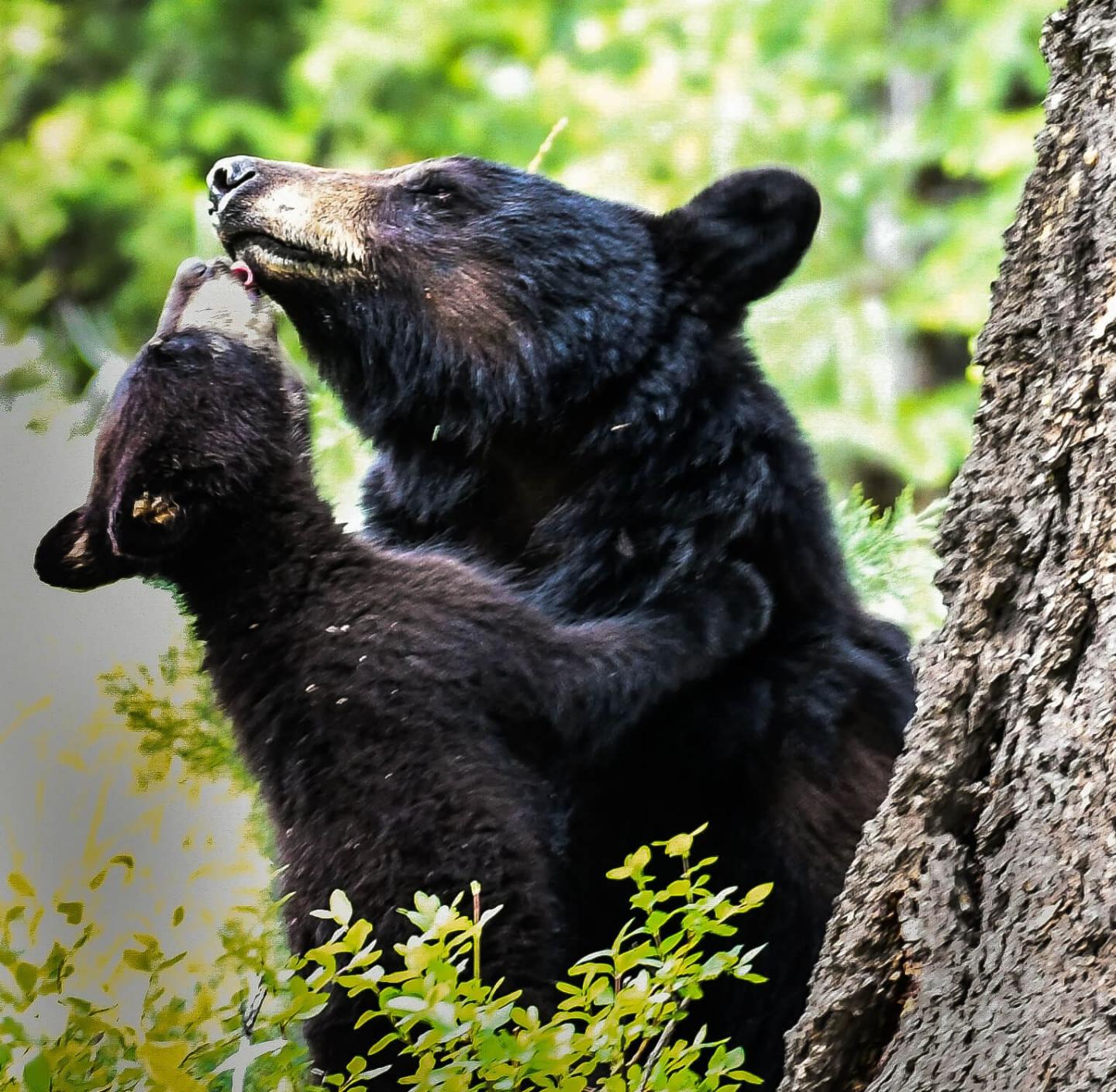 Attitudes Toward and Options About A Louisiana Black Bear Recovery in and Around Big Thicket National Preserve