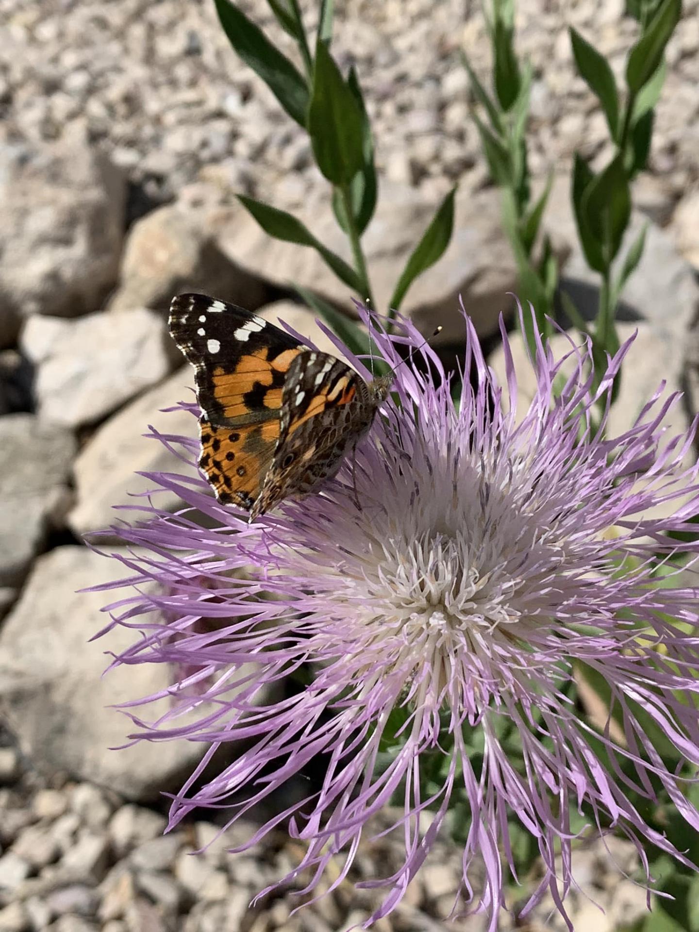 Explore the Fascinating Native Plants in the Alibates Garden
