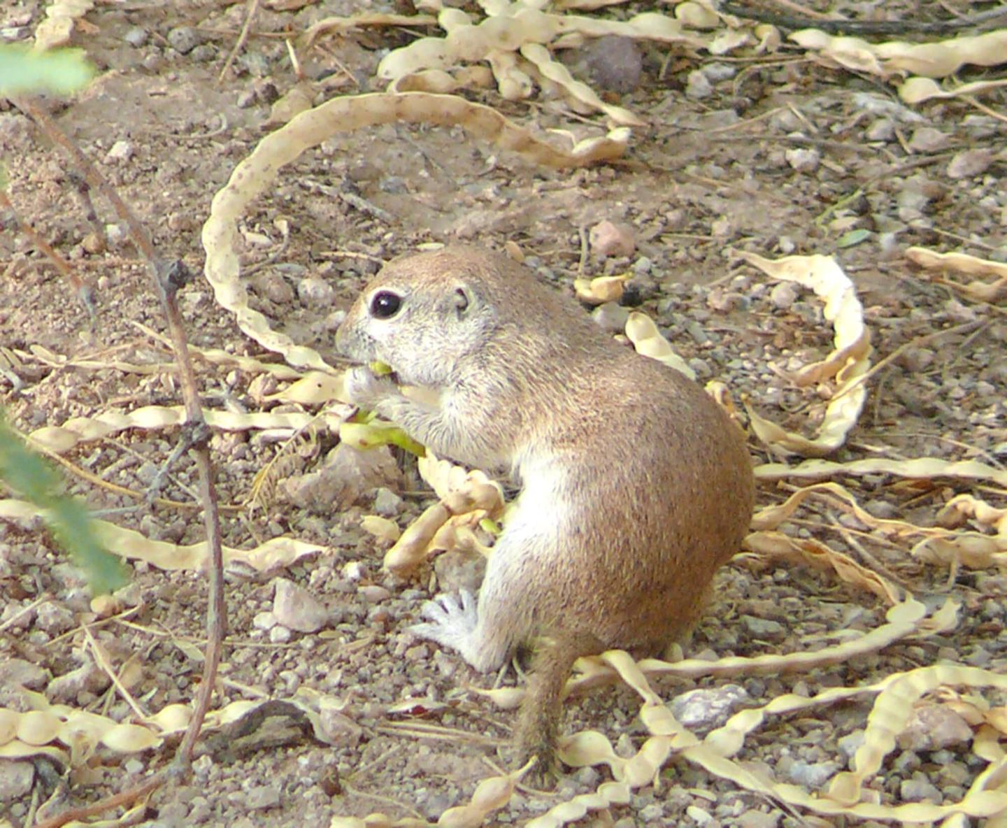 Ecology of Round-tailed Squirrels at Casa Grande Ruins National Monument