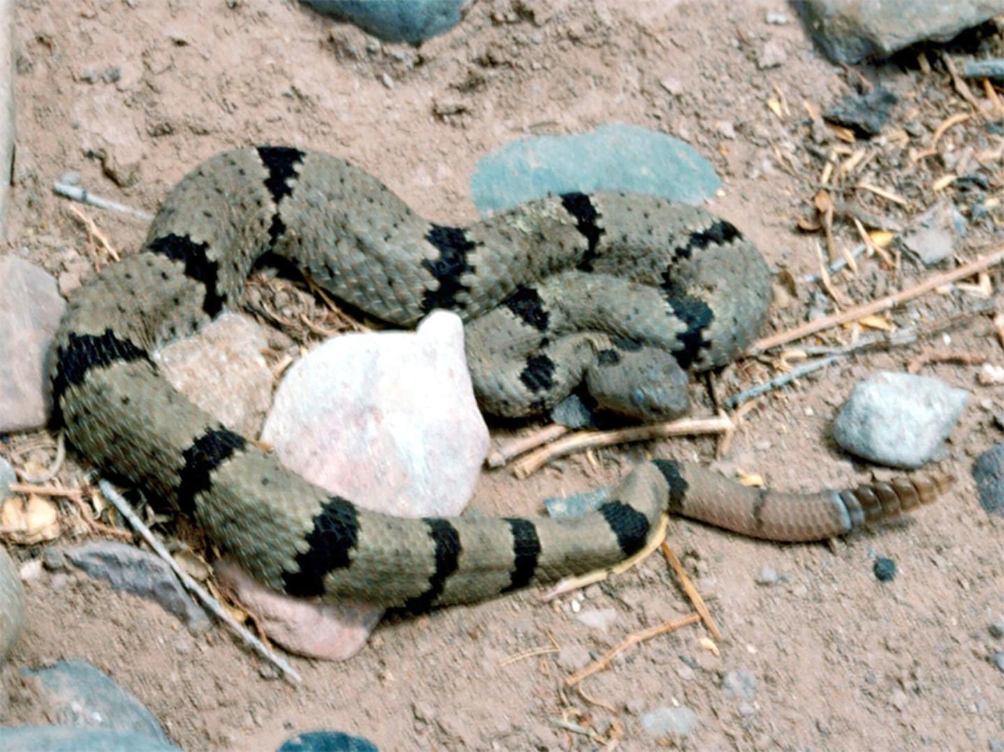 Effects of Prescribed Fire on a Snake Predator and its Lizard Prey