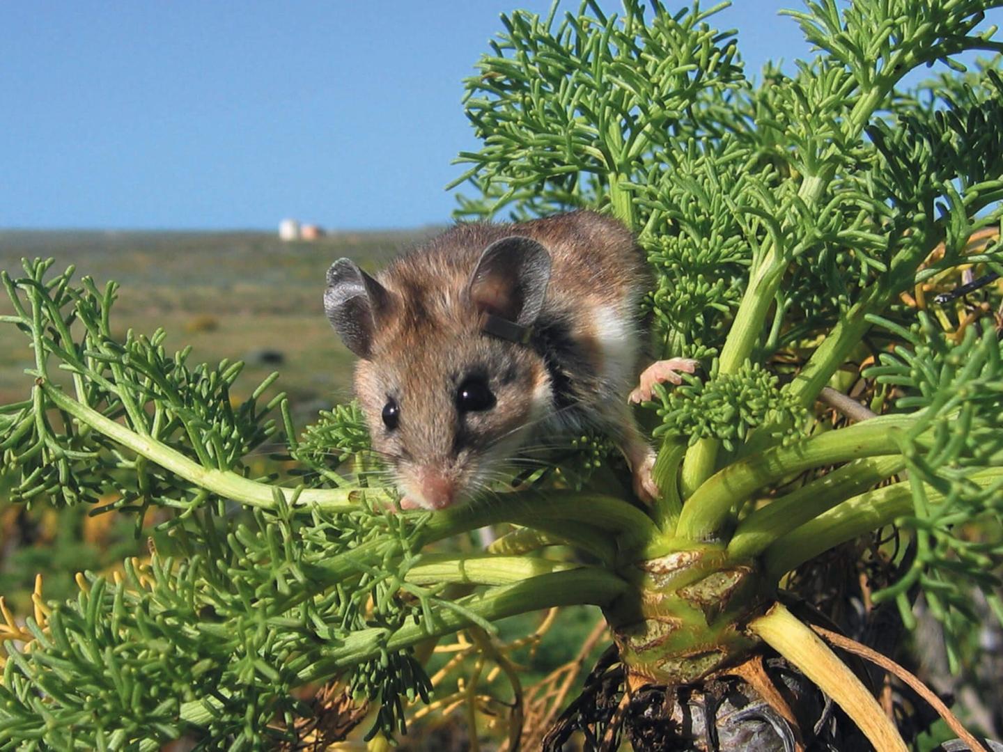 Effects of Seed Predators on Vegetation Distribution & Natural Habitat Recovery
