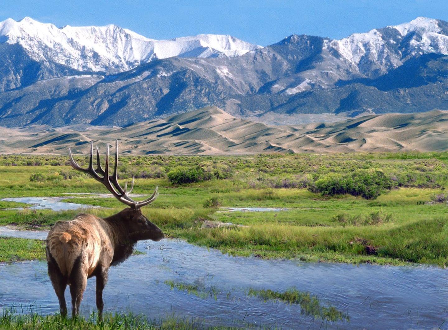 Wildlife and Habitat Preservation at Great Sand Dunes National Park