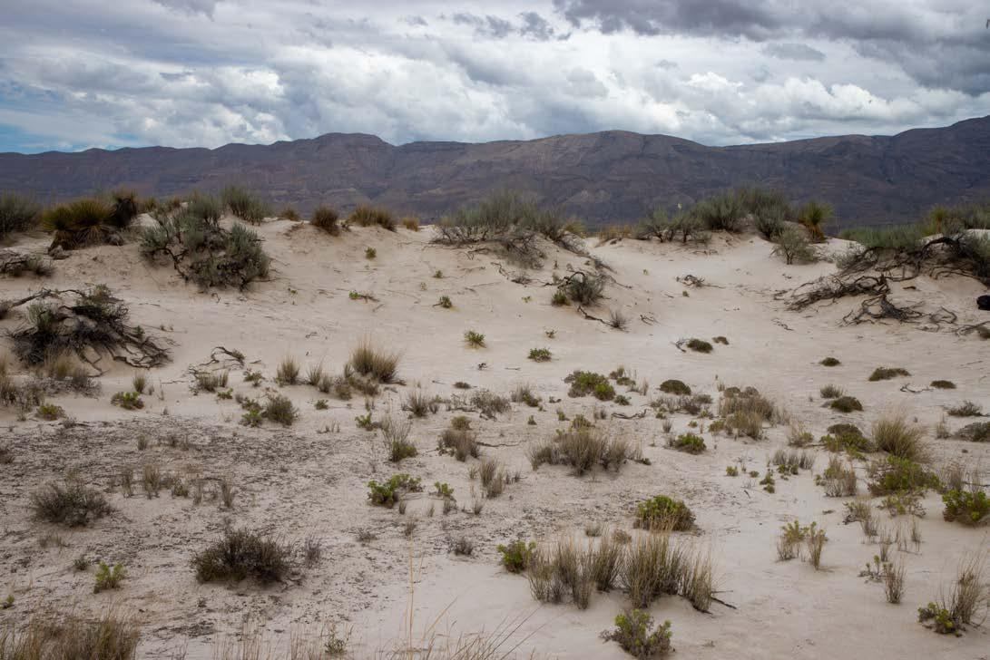 Behavior and ecology of the bleached lizard Holbrookia maculata of the Salt Basin Dunes, Guadalupe Mountains National Park