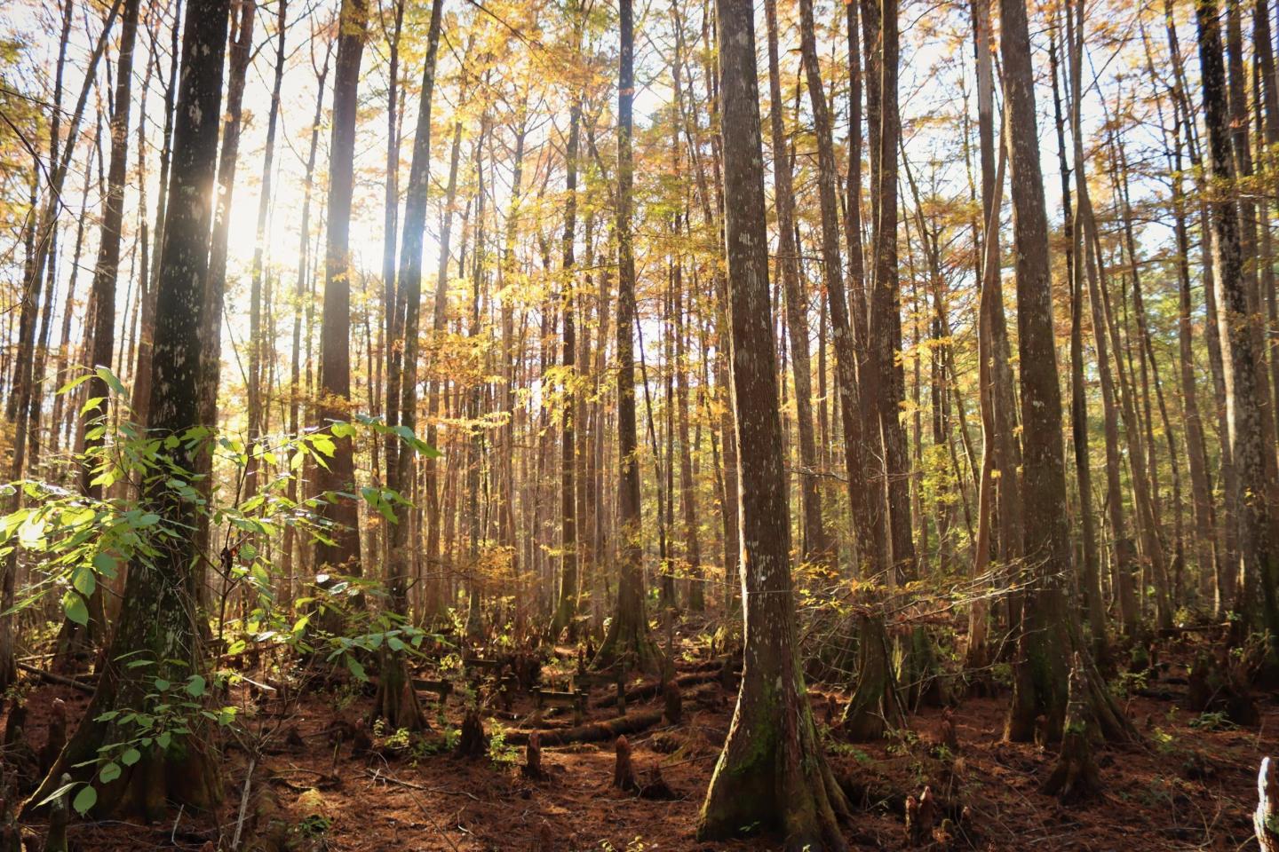 National Public Lands Day: Big Thicket National Preserve