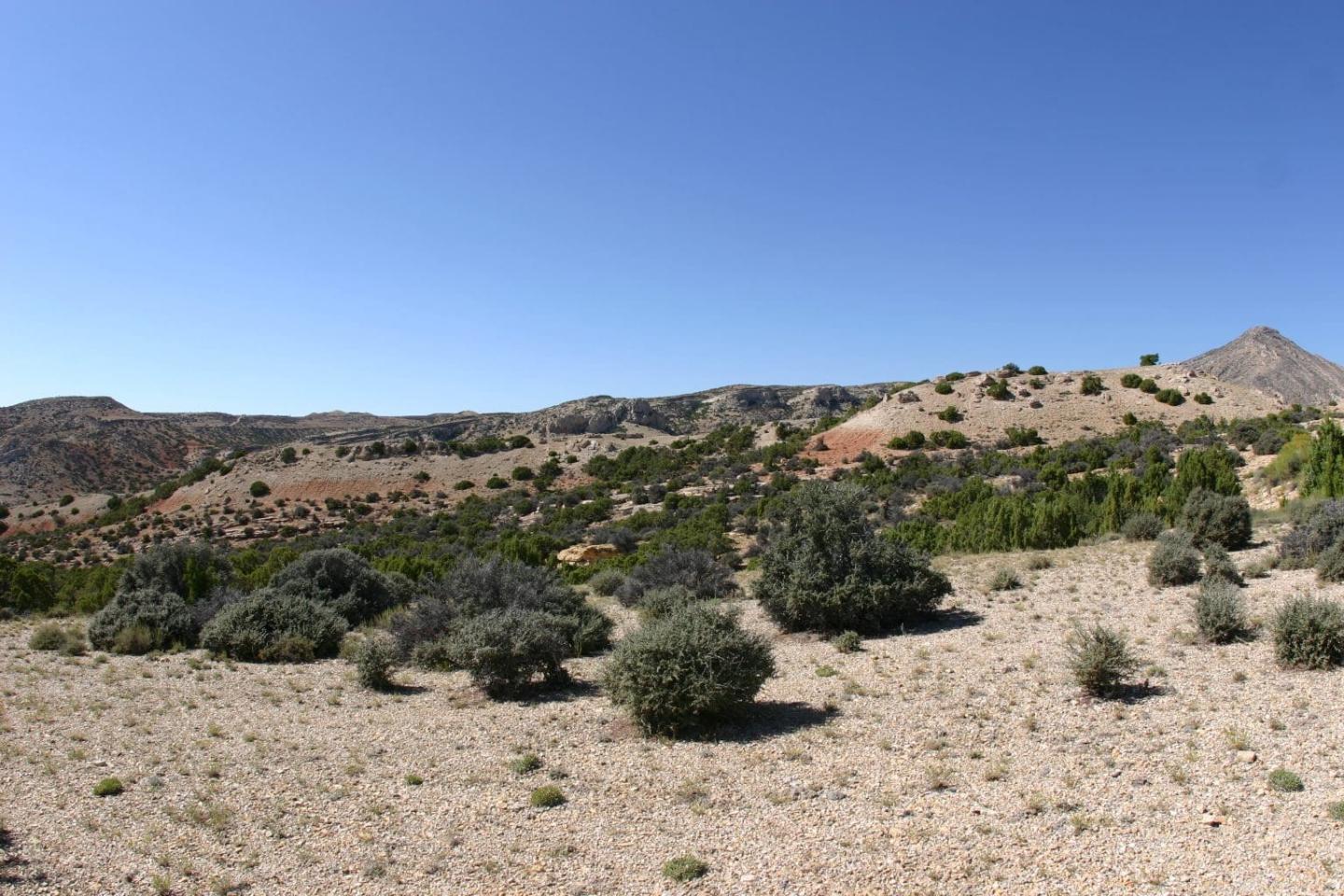 Solving the Puzzle of Dying Curl-leaf Mountain Mahogany Trees in Bighorn Canyon