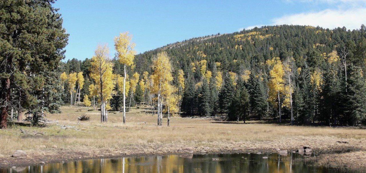 The Lure of the Hardy Aspen at Bandelier National Monument