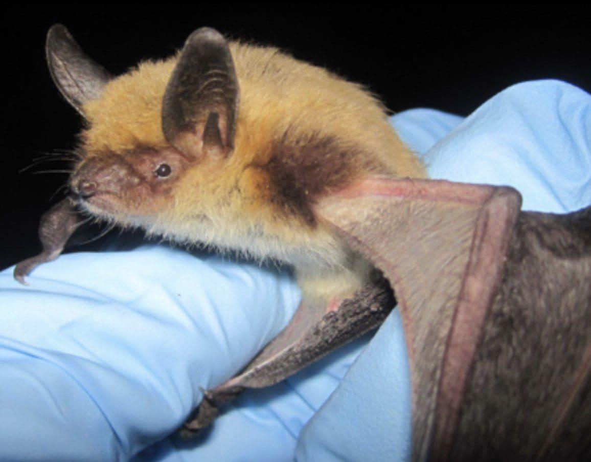 Biologists Monitor CAVE Bats for White-Nose Syndrome