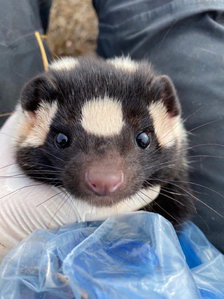 Understanding a Decade of Dietary Competition in Two Endemic Island Carnivores