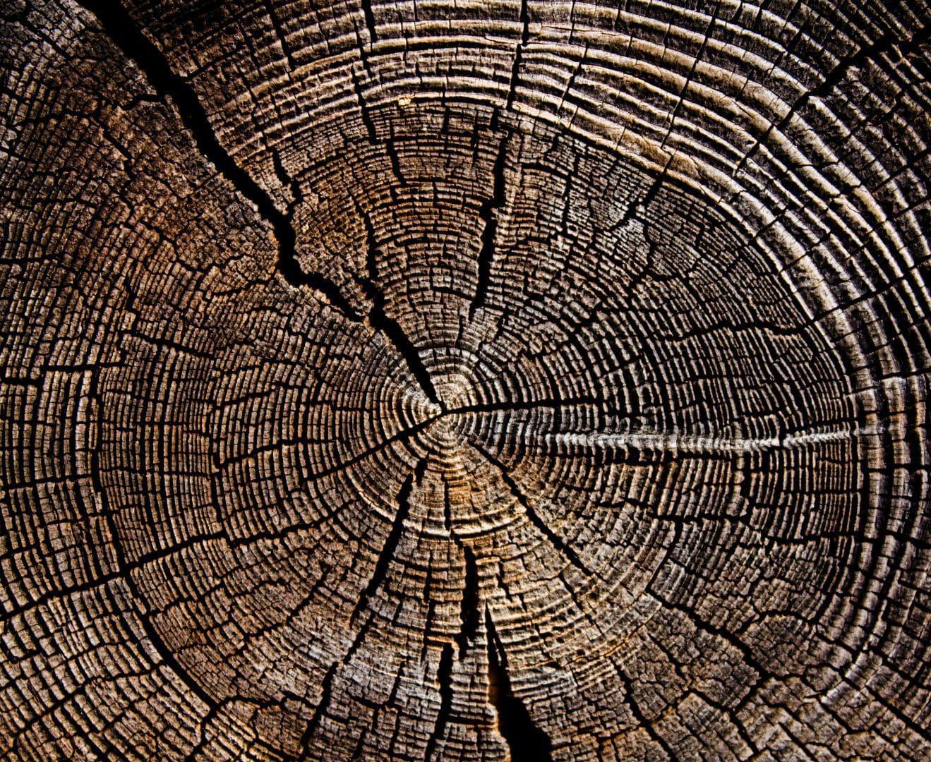 Age of Great Houses at Chaco Canyon May Lie in Tree Rings