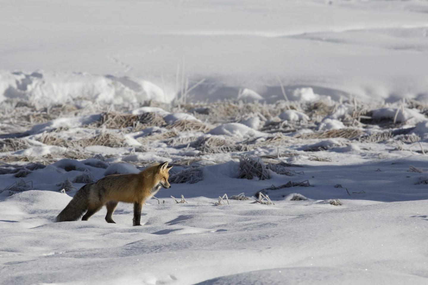 Analysis Finds 11 Native Red Foxes in Great Basin National Park