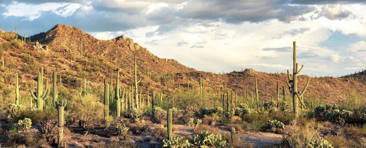 Desert Plants at Saguaro National Park Resist Ravages of Drought
