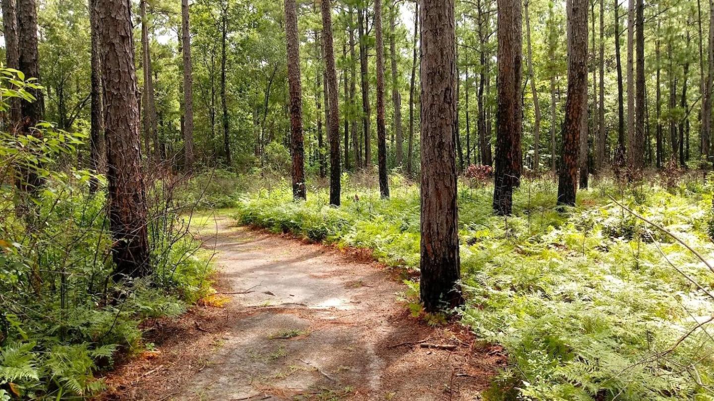 Stalking the Carnivorous Plants of Big Thicket National Preserve