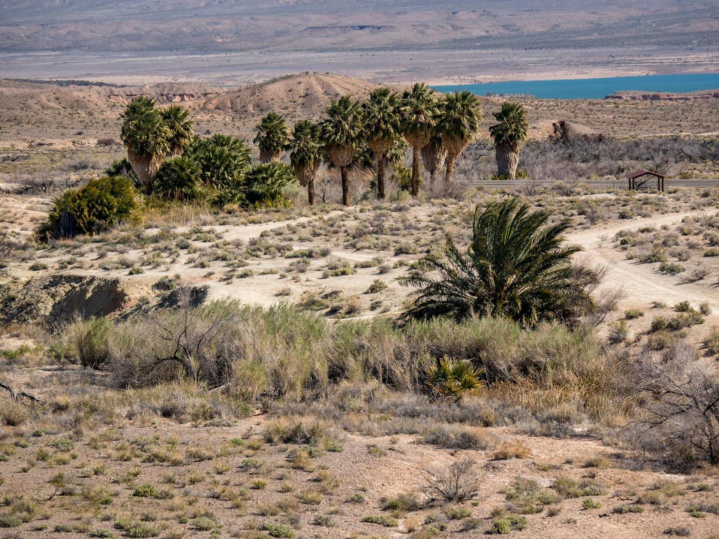 Blue Point Pyrgulopsis: Population Density, Distribution, and Sensitivity to Exotic Fishes