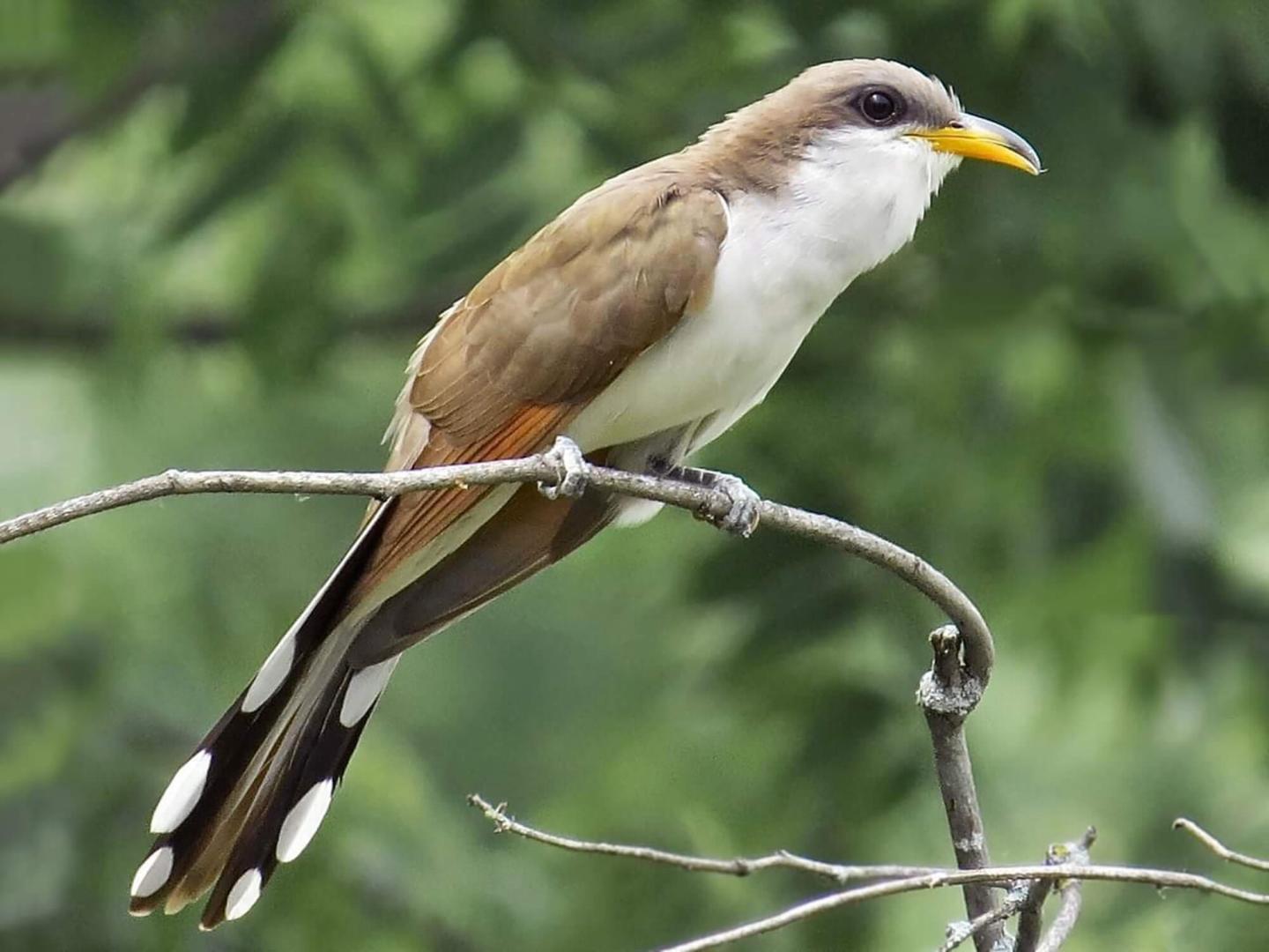 Yellow-billed Cuckoo Distribution, Abudance, Habitat Use, and Breeding Ecology in the Verde River Watershed of Arizona