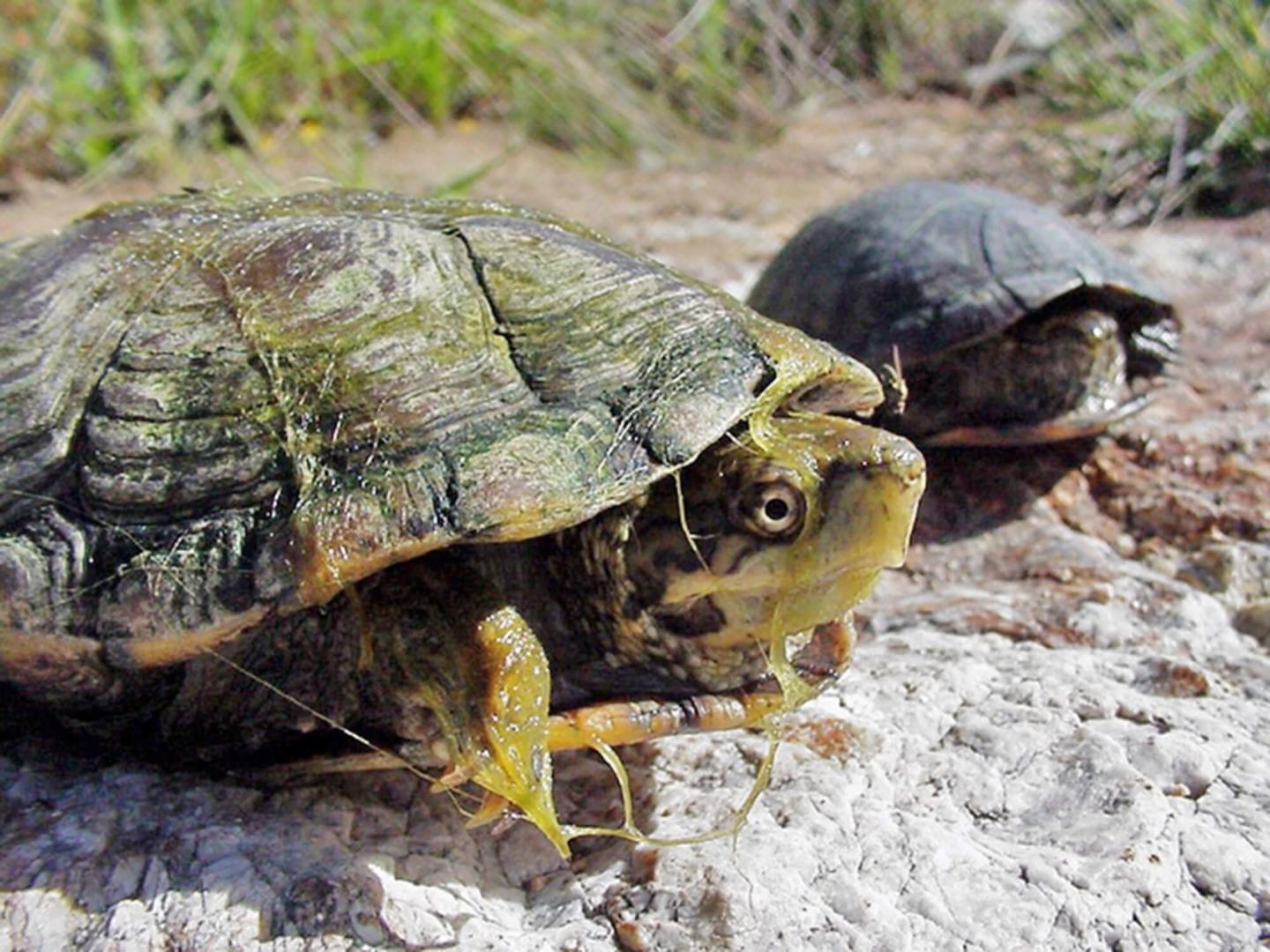 Monitoring the Removal of the Non-Native Slider Turtle and Evaluating its Effects on the Native Sonoran Mud Turtle at Montezuma Well (Year 1)