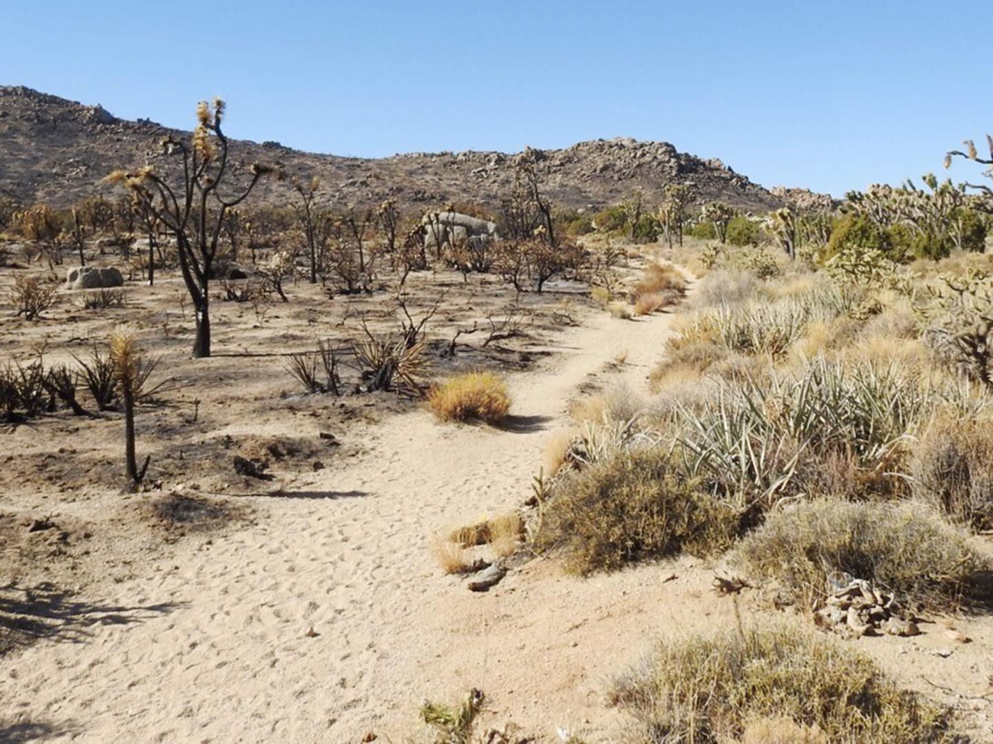 Effects of Small Mammals on Post-Fire Vegetation Recovery in the Mojave Desert (Year 1)
