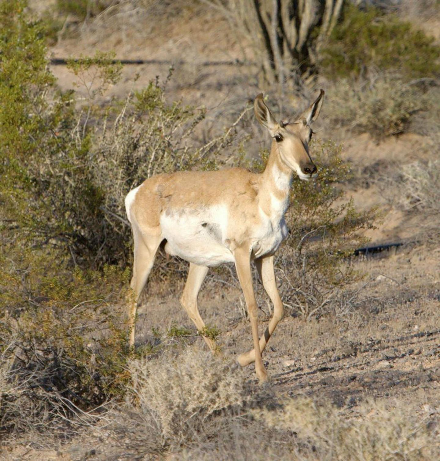 Biennial Aerial Survey of the Endangered Sonoran Pronghorn