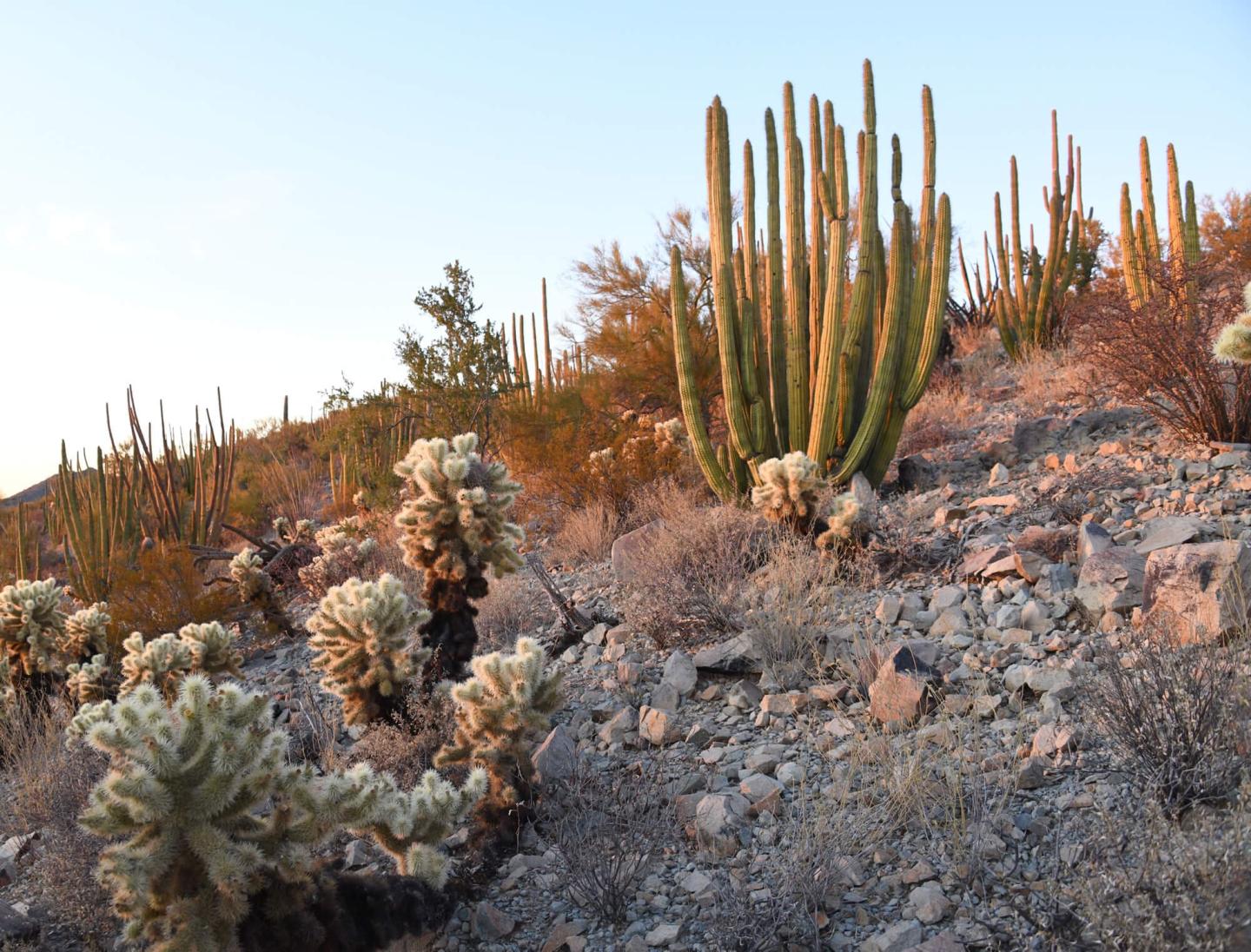 Changes over 20 years in Populations of the Mexican Leafcutting Ant, Atta mexiana, at Organ Pipe Cactus National Monument