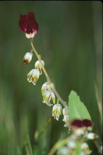 Unveiling a potential new species of California Jewlflower endemic to Pinnacles National Park