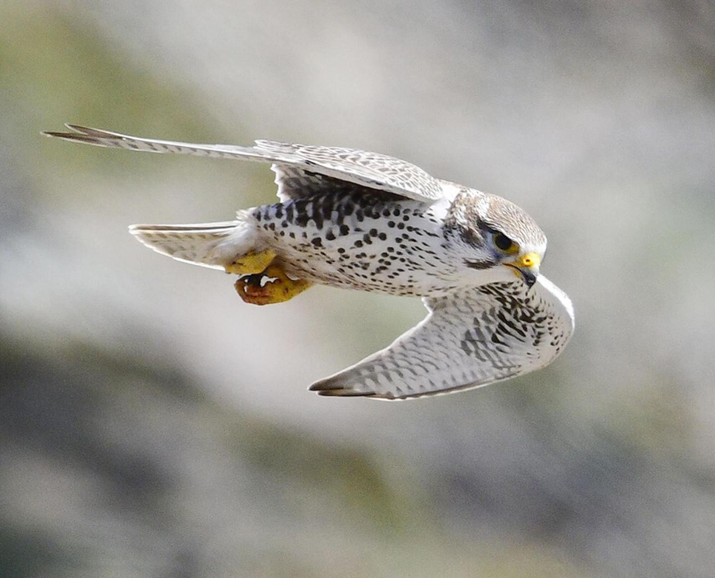 Long-Term Monitoring of Cliff-Nesting Raptors at Pinnacles National Monument