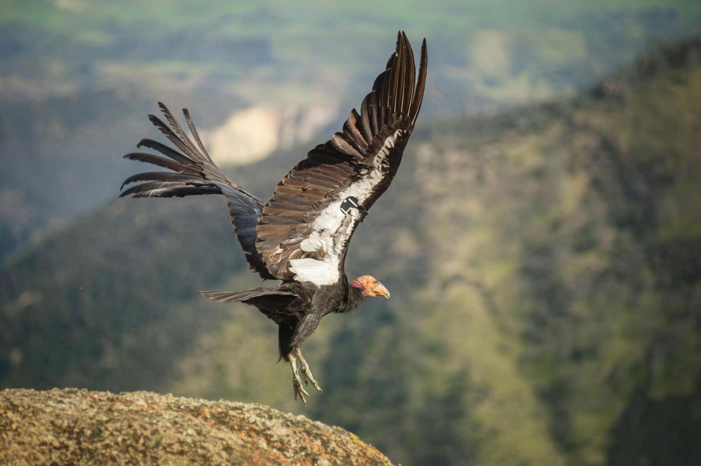 Stable Isotopic Fingerprinting of Lead Sources to California Condors in Pinnacles National Monument