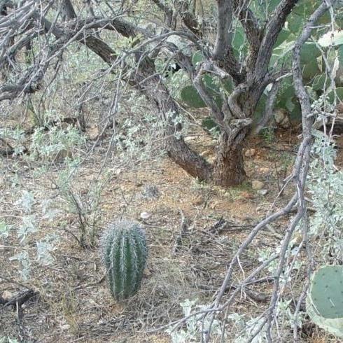 Three Decades of Ecological Change: the 2020 Saguaro Census—Part II: Changes in the Plant Community