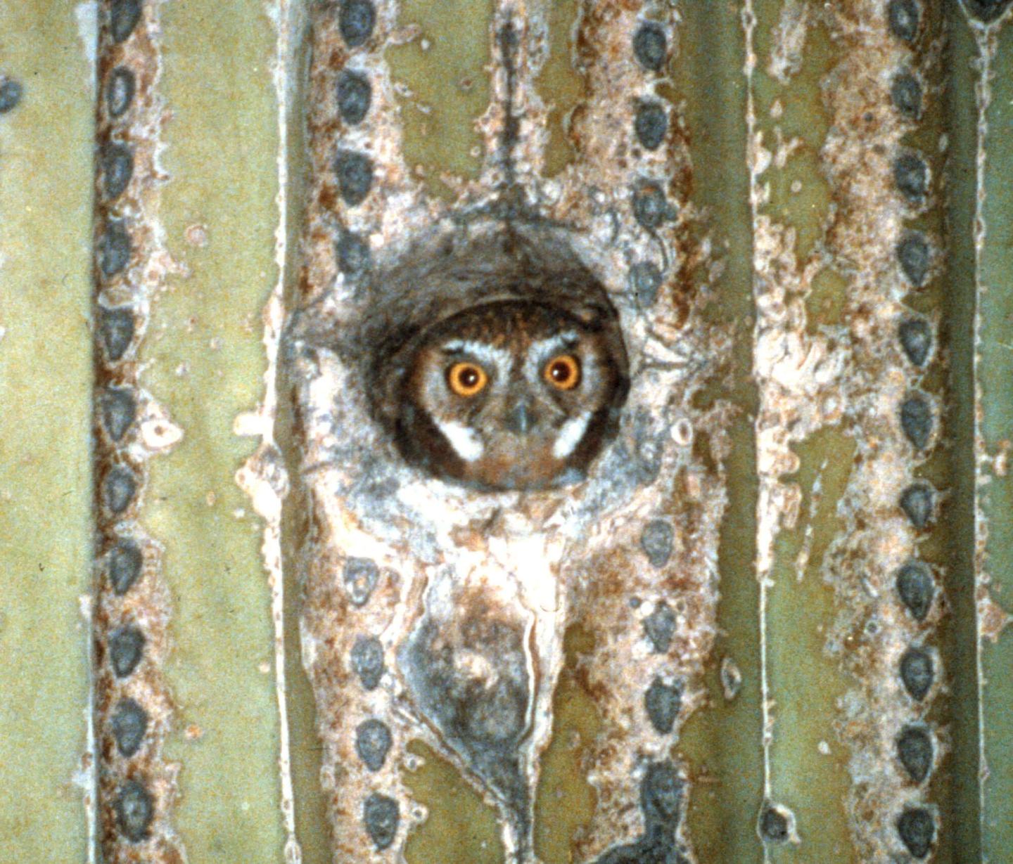 Monitoring Elf Owls In and Near Saguaro National Park 2000-2002