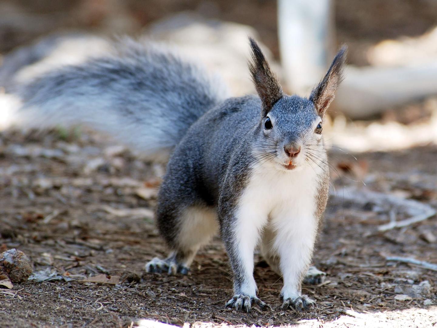 Ecological Impact of Introduced Abert's Squirrel