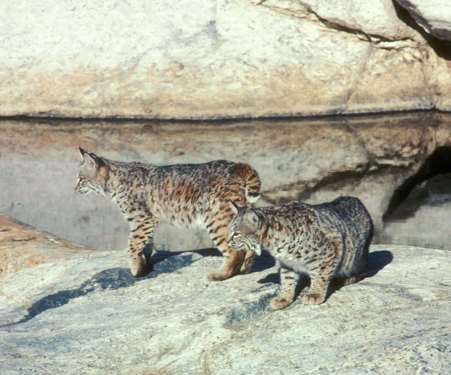 Pulse Study of the Madrona Pools in Chimenea Creek, Saguaro National Park