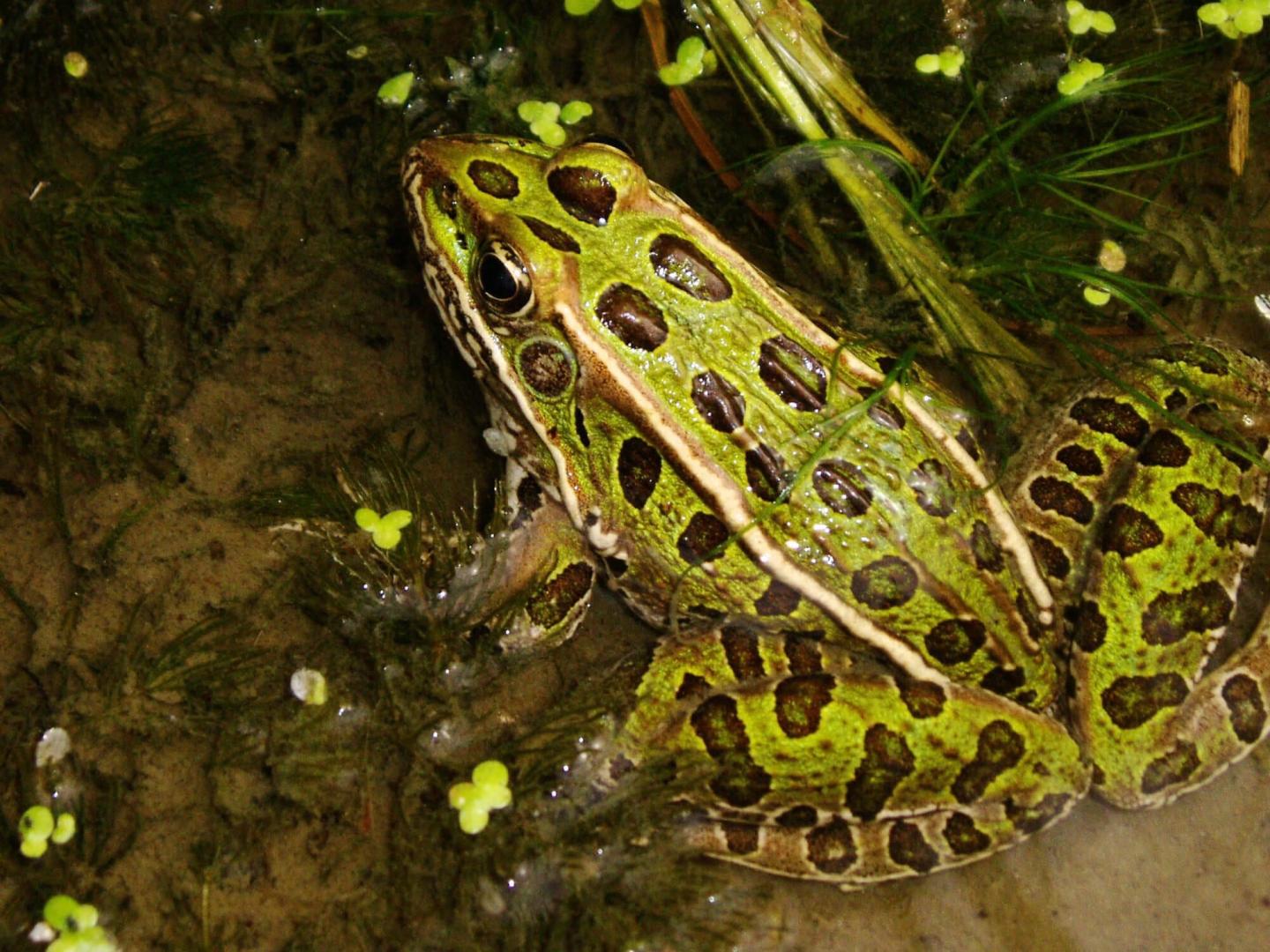 Genetic Structure of Lowland Leopard Frog Populations in Southern Arizona