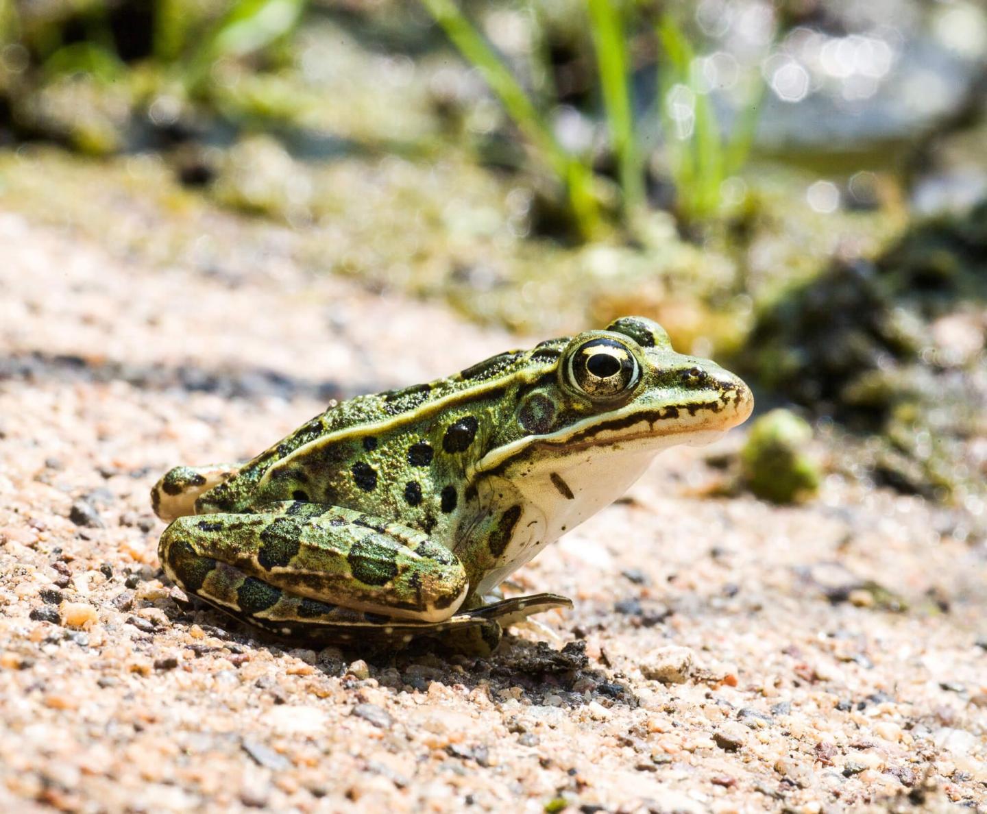 Effects of Wildland Fire on Lowland Leopard Frogs and their Habitat at Saguaro National Park