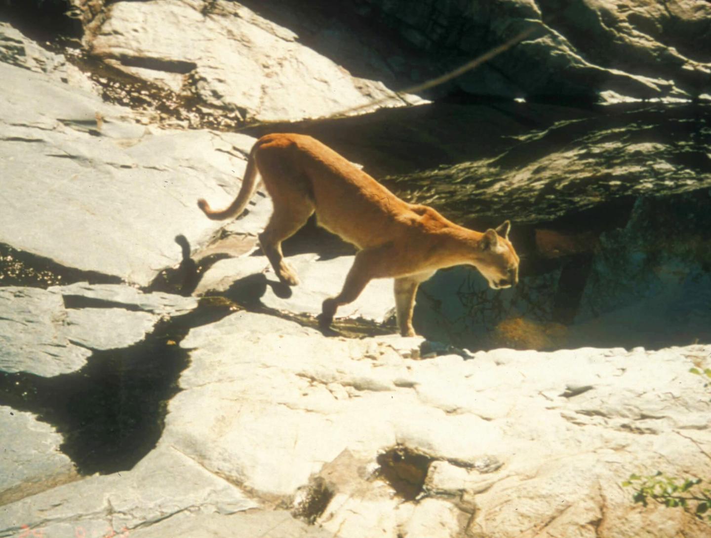 Evaluating Genetic Analysis of Scat as a Technique for Monitoring Species Richness in National Parks