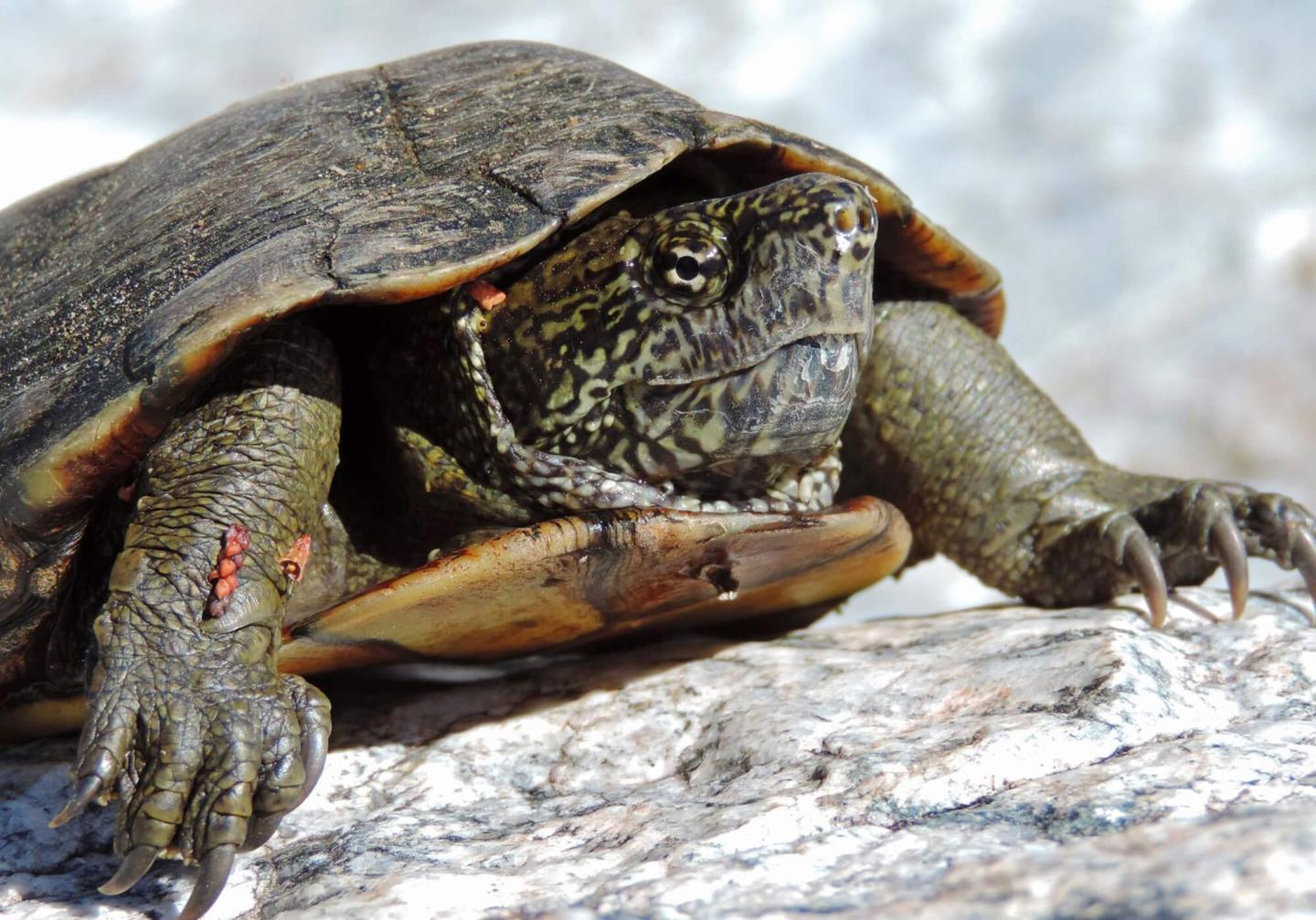 Sonoran Mud Turtles and Surface Water Availability at Saguaro National Park