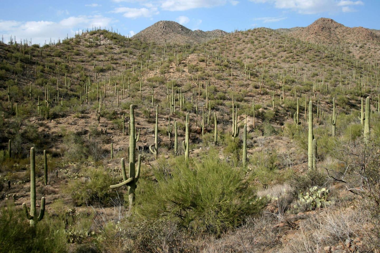 Long-Term Impact of Cattle Grazing in Saguaro National Park