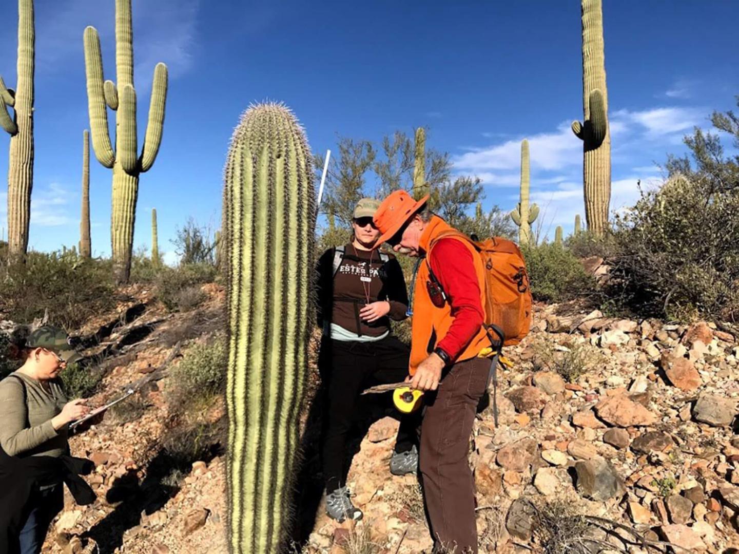Three Decades of Ecological Change: the 2020 Saguaro Census