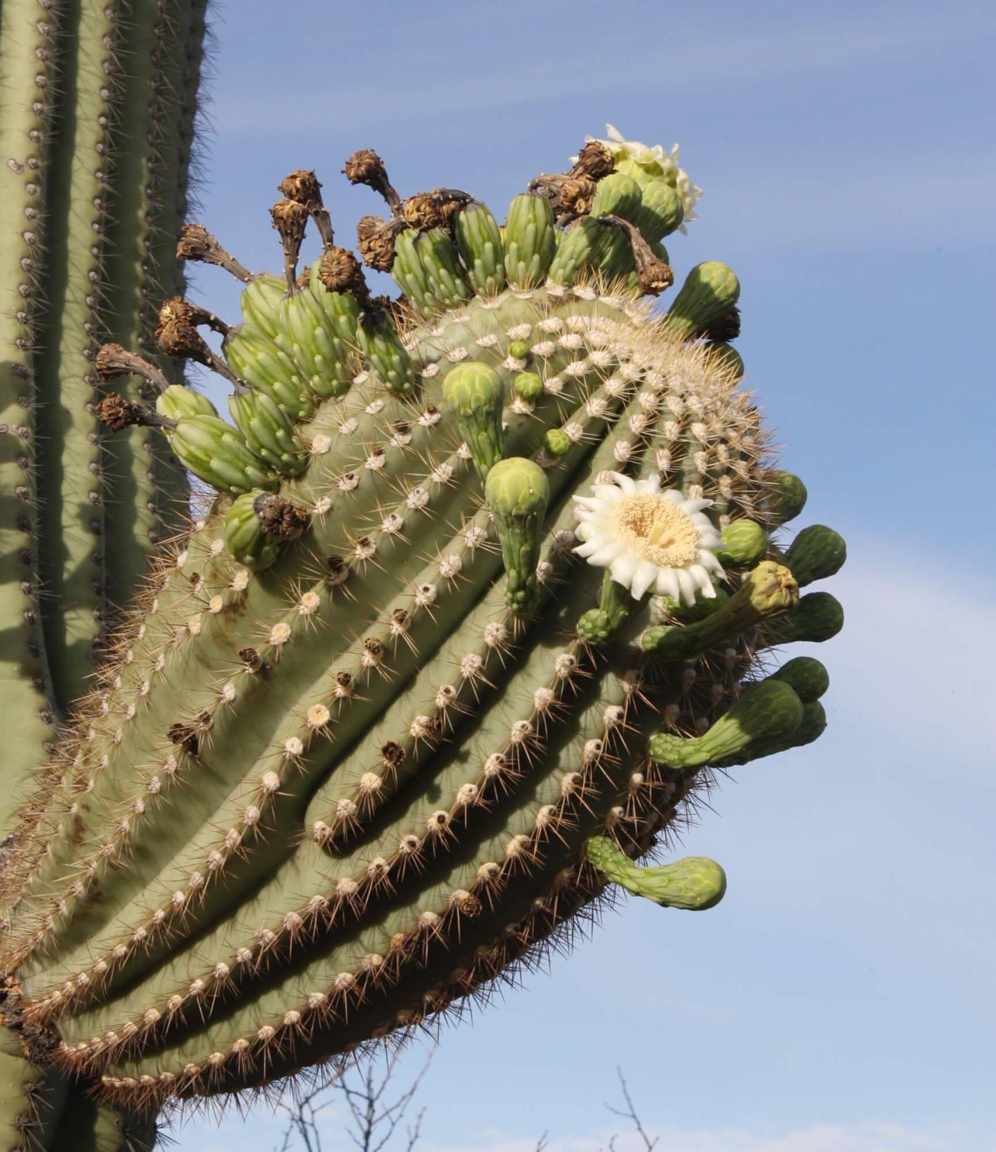 Is the Timing of Saguaro Flowering Changing: Using Citizen Science to Understand Changes in Saguaro Phenology