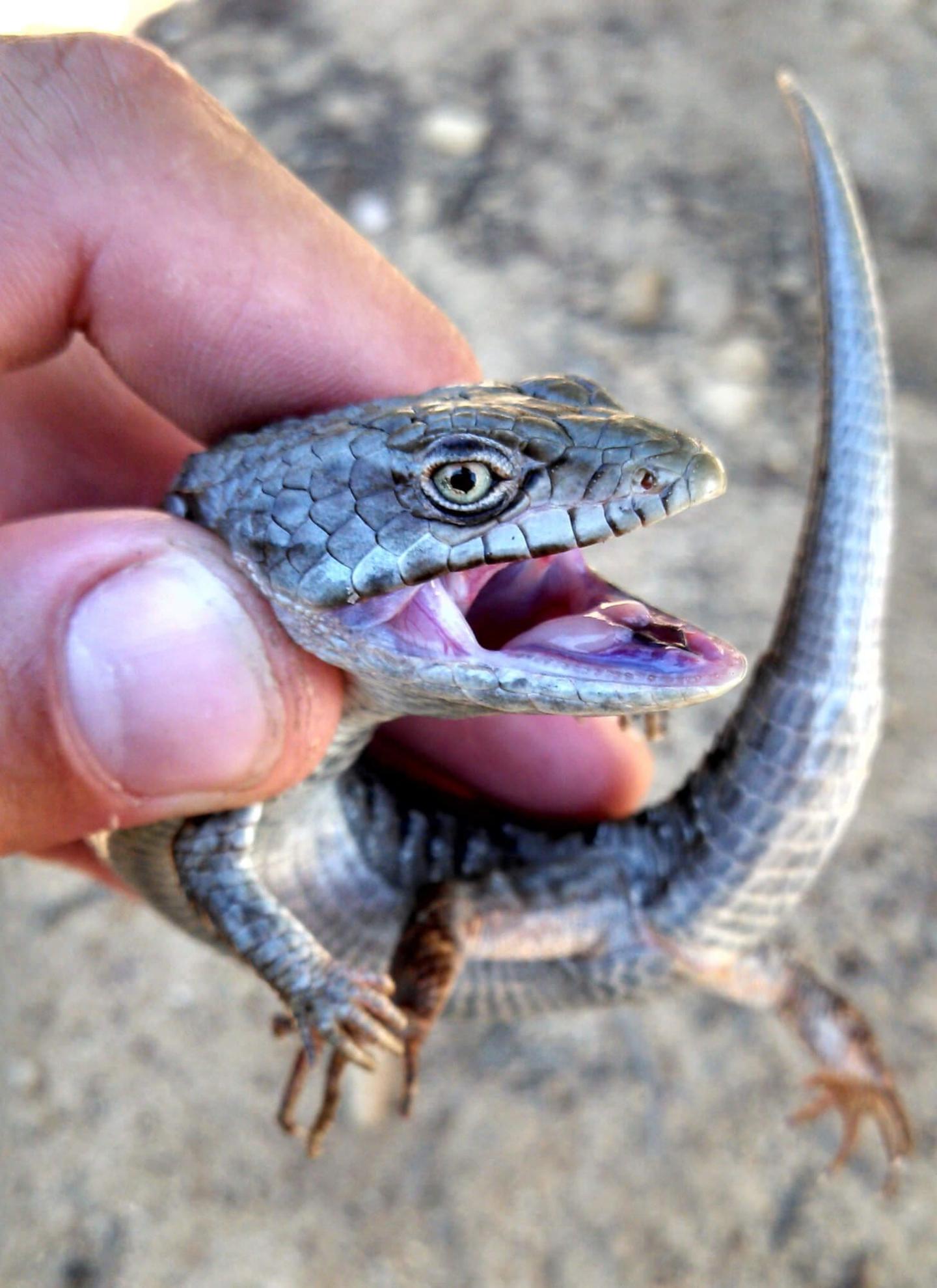 Effects of Habitat Fragmentation on Reptiles and Amphibians in Coastal Sage Scrub and Grassland Communities