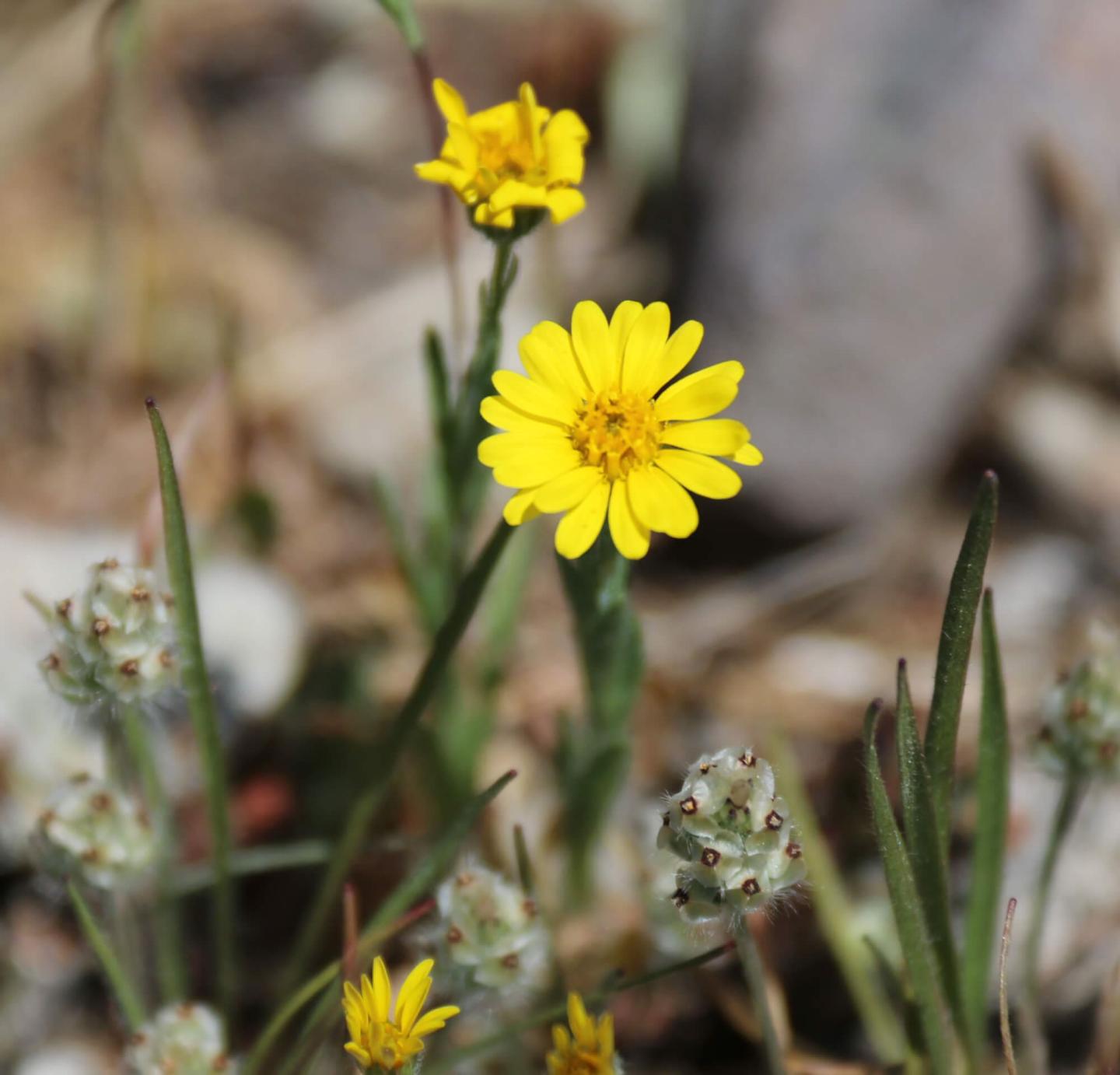 Effects of Competiton from Invasive Plants on the Endangered Plant Pentachaeta Lyonli