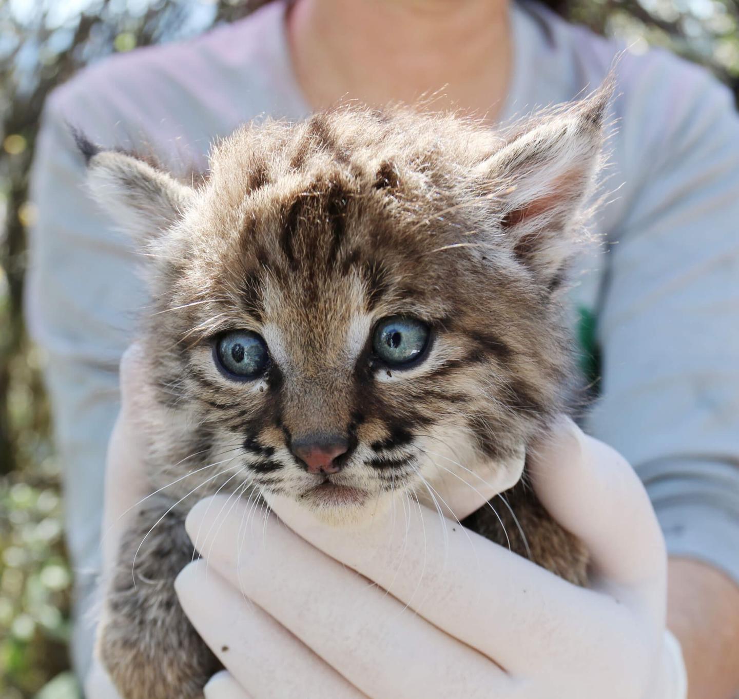 Survival and Dispersal of Bobcat Kittens in a Fragmented Urban Environment