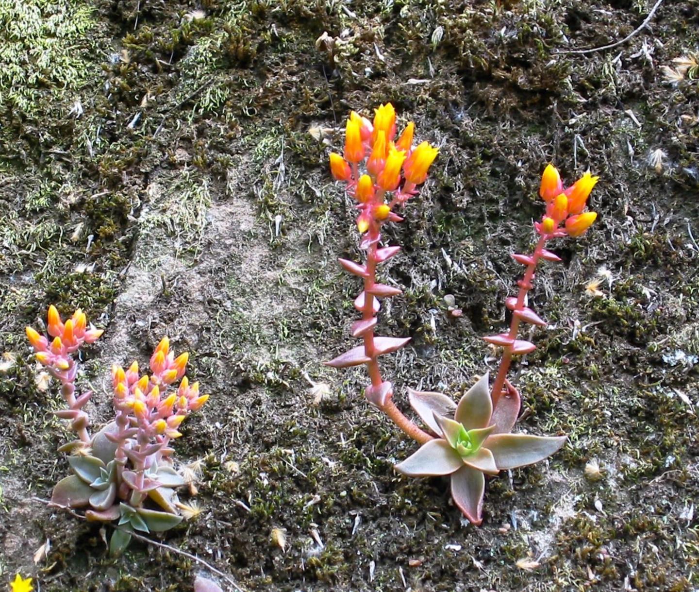 Reproductive and Physiological Fitness in Rare and Common Dudleya Species