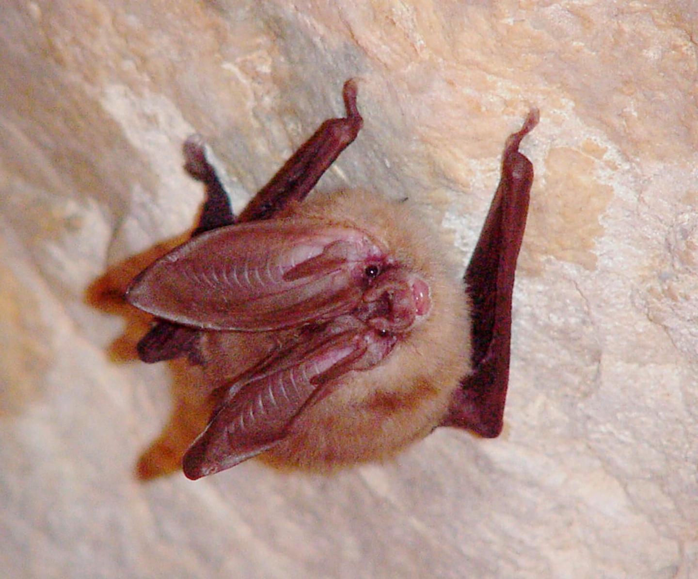 Identifying High Frequency Bat Calls, Timpanogos Cave National Monument