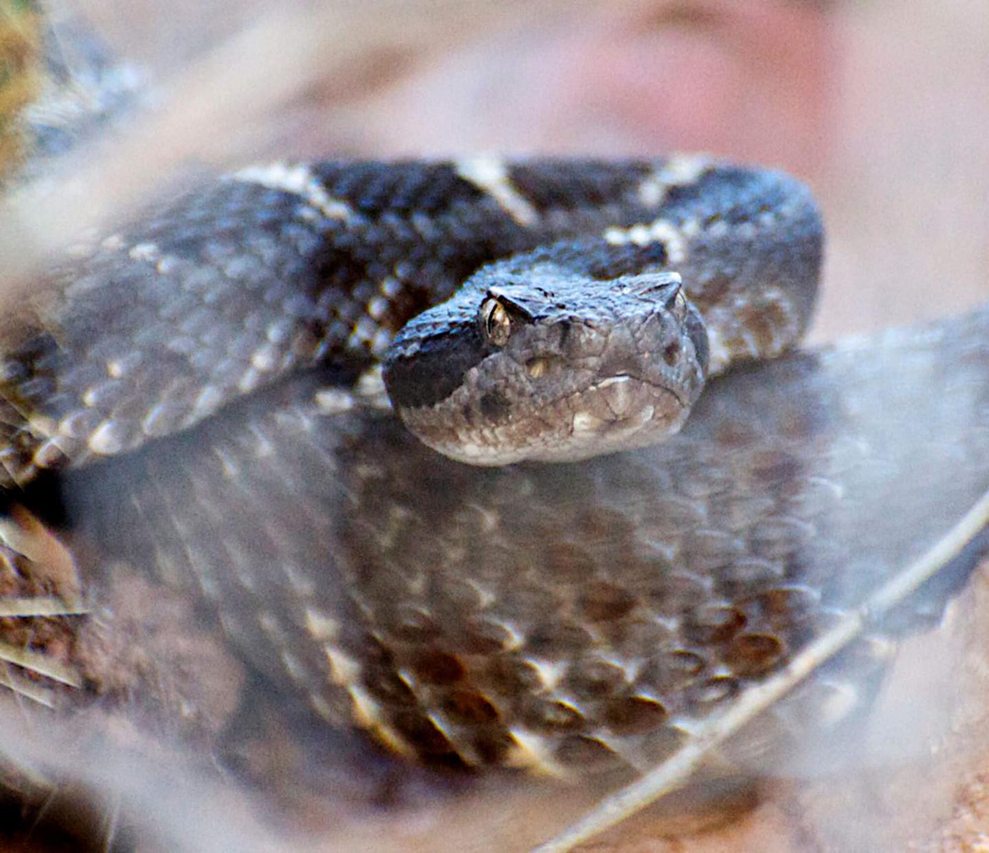 Initial Surveys for Arizona Black Rattlesnakes Across Their Range in Arizona National Parks