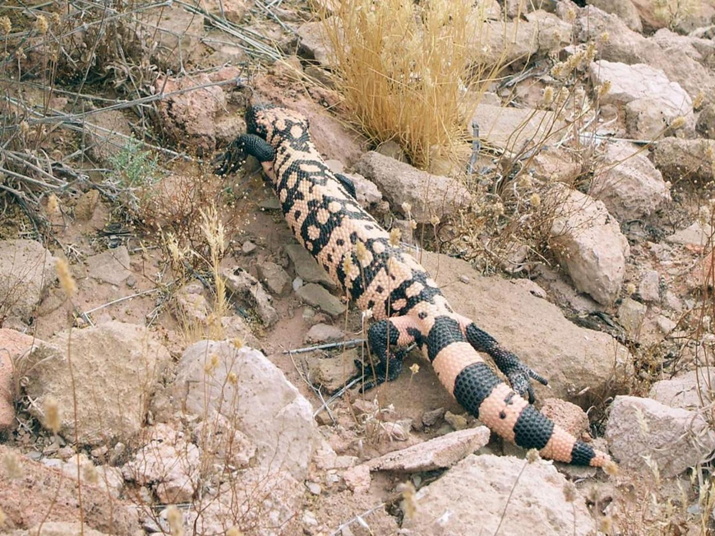 Why Did the Gila Monster Cross the Road? (Year 1)
