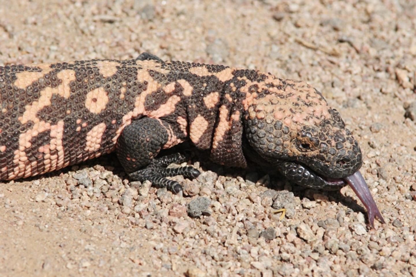 Why Did the Gila Monster Cross the Road? (Year 2)