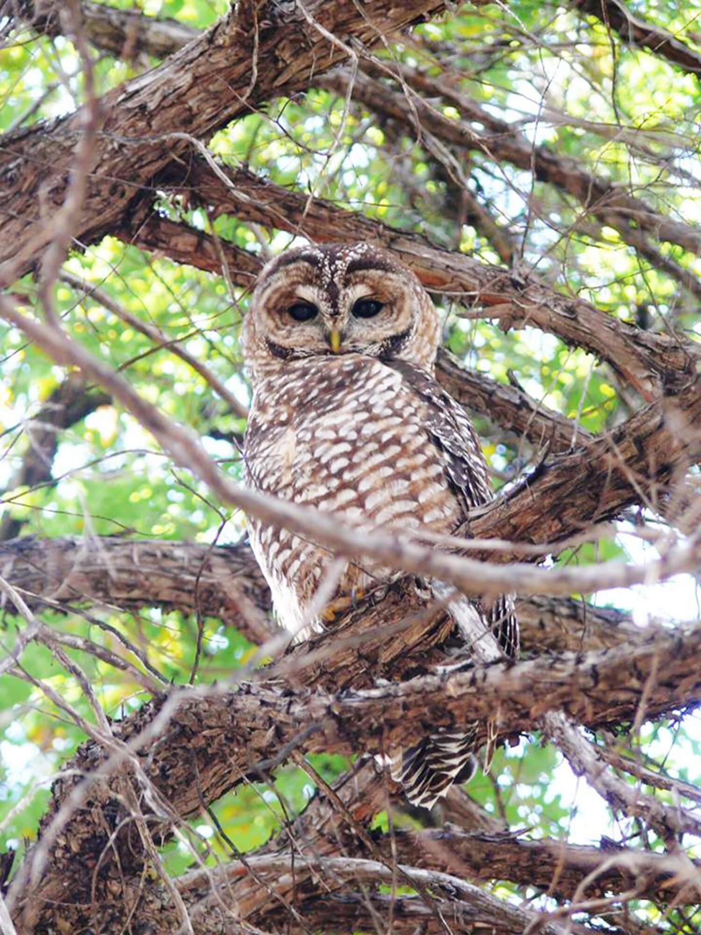 Passive Audio Monitoring of Federally Threatened Mexican Spotted Owl and Yellow-Billed Cuckoo