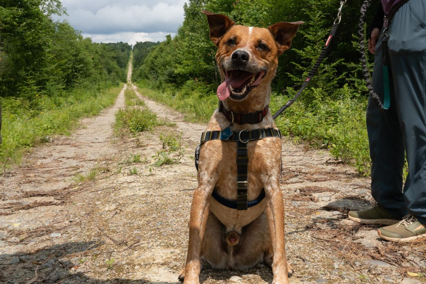 10 National Parks Your Dog will Love