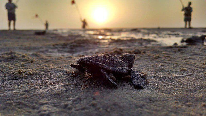 Beautifying Padre Island National Seashore
