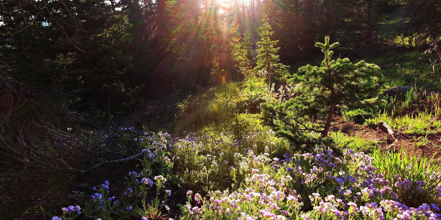 Sunlight filtering through trees onto a meadow with wildflowers.